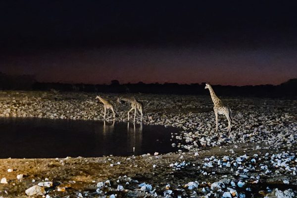 65d0c86a-d40d-4350-87ff-750595b3bd11